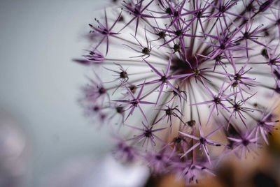 Close-up of purple flowering plant