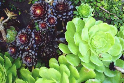 High angle view of fruits growing on plant