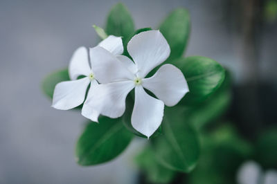 Close-up of white flowers blooming outdoors