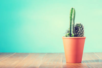 Close-up of potted plant on table against wall