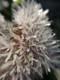 Close-up of frozen plant