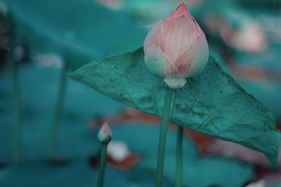Close-up of flower against blurred background