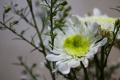 Close-up of flower blooming outdoors