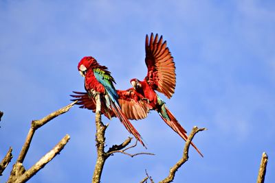 Low angle view of birds flying against blue sky