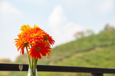 Close-up of red flowering plant against sky