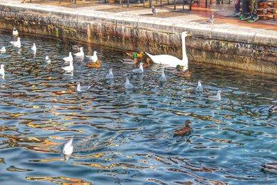 Ducks swimming in lake