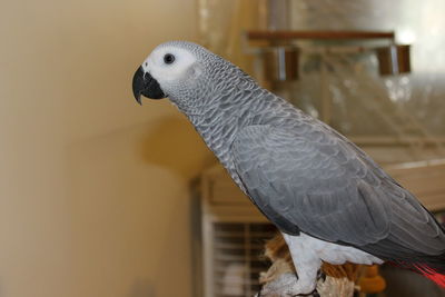 Close-up of a bird