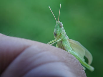 Close-up of insect on leaf