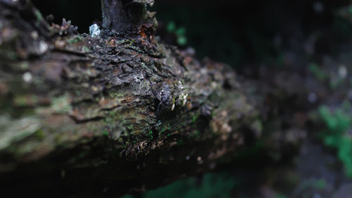 Close-up of moss growing on tree trunk