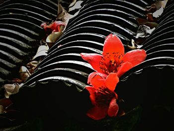 Close-up of red flowers