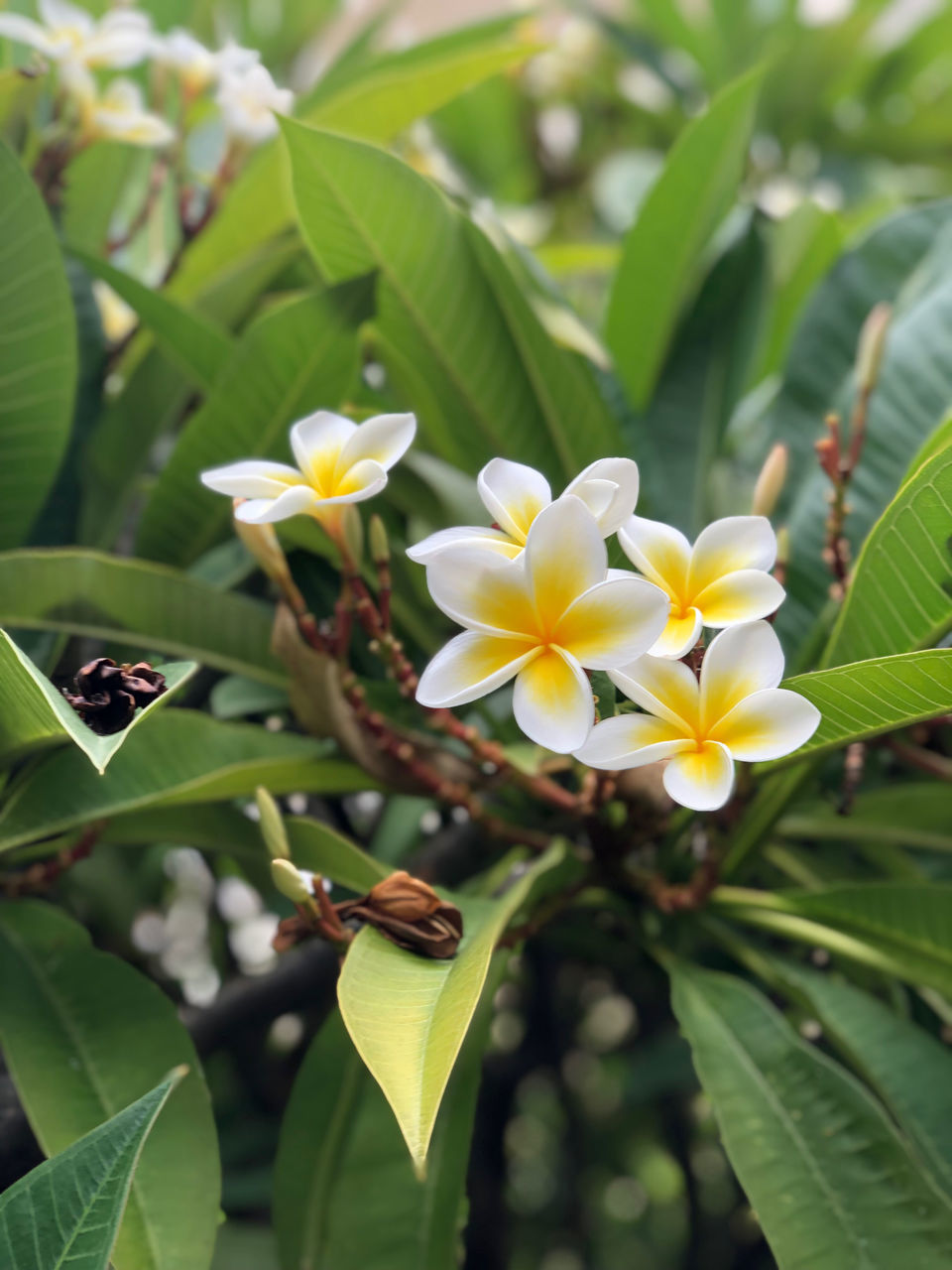 plant, flower, flowering plant, leaf, plant part, beauty in nature, nature, freshness, growth, close-up, yellow, petal, flower head, green, blossom, fragility, no people, tree, inflorescence, outdoors, food and drink, food, environment, botany, fruit, frangipani, tropical climate, focus on foreground, springtime, land, summer, day