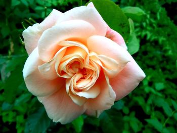 Close-up of rose flower