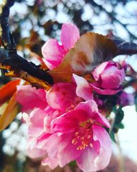 Close-up of pink flowers on tree