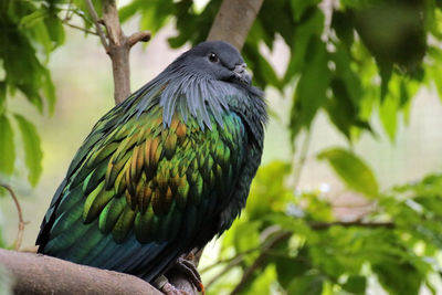 Close-up of bird perching on branch