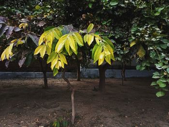 Close-up of yellow leaves on field