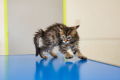 Portrait of 6 weeks old kitten playing on the examination table at the veterinary clinique