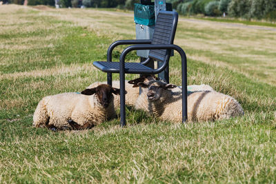 Sheep in a field