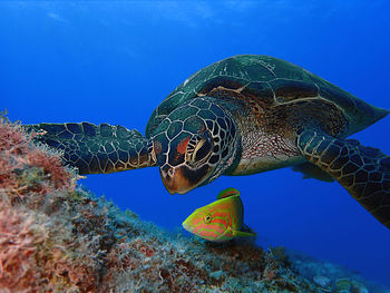 Close-up of turtle swimming in sea