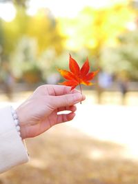 Close-up of hand holding maple leaf during autumn