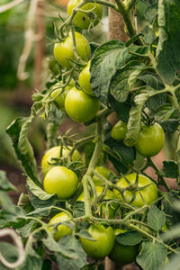 Close-up of fruits growing on plant