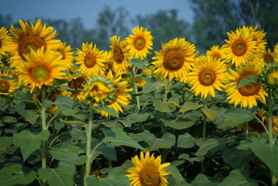 Close-up of yellow flowering plants on field