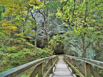 Footbridge amidst trees in forest