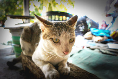 White cat with orange eyes lying on a wooden floor