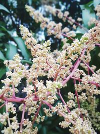 Close-up of flowers on tree