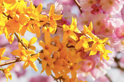 Close-up of yellow flowering plant