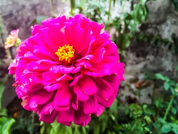 Close-up of pink flower