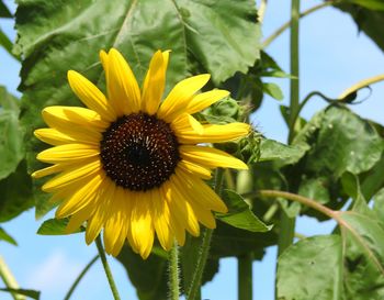 Close-up of sunflower