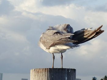 Close-up of seagull perching on rock against sky