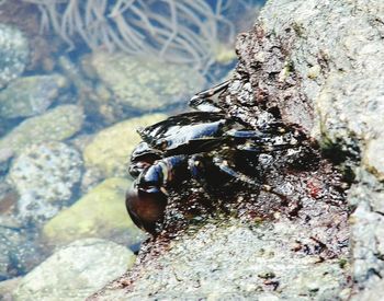 Close-up of hand feeding in water