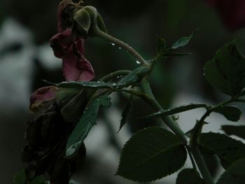 Close-up of plant against blurred background