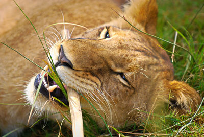 Close-up of a cat