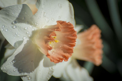 Close-up of wet day lily blooming outdoors