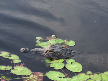 High angle view of lizard on a lake