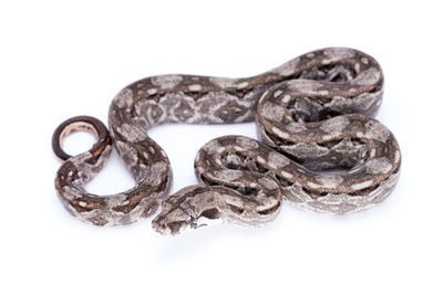 Close-up of object over white background