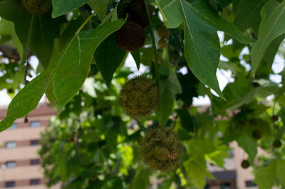 Close-up of fruit growing on tree