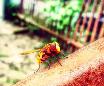 Close-up of insect on wood