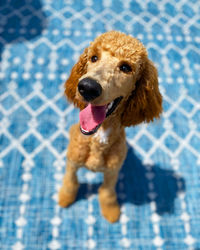 High angle view of dog sitting on swimming pool