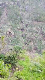 High angle view of trees on landscape