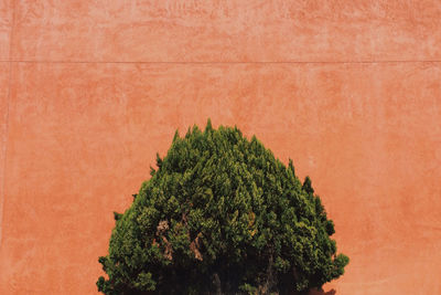 Tree growing against orange wall