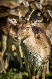 Deer standing on field