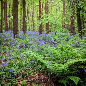 View of trees in forest