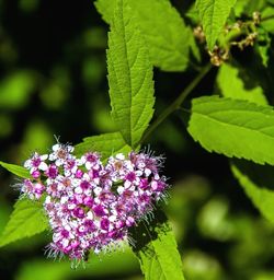 Close-up of purple flowers