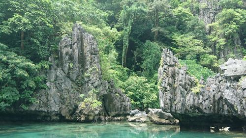 Scenic view of river in forest