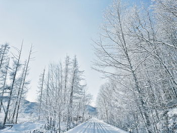 Bare trees on snow covered landscape