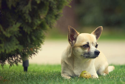 Close-up of dog looking away while sitting on grass