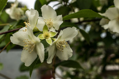 Close-up of fresh white flower tree